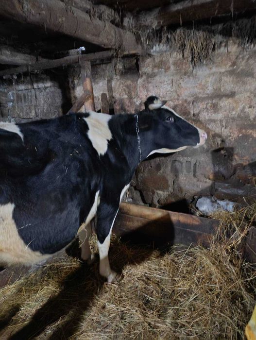 Продається корова