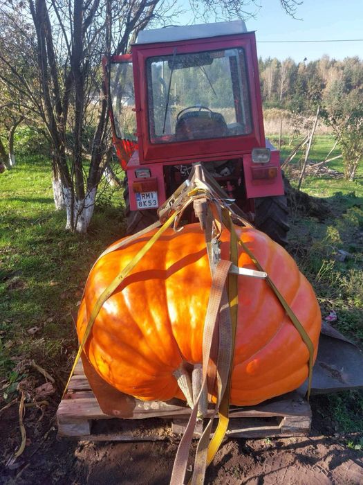 Nasiono Atlantic Giant 490kg dynia olbrzymia