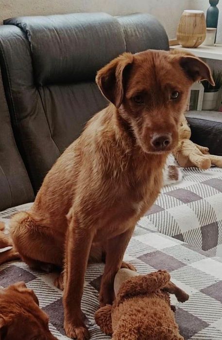 Cão jovem para adoção