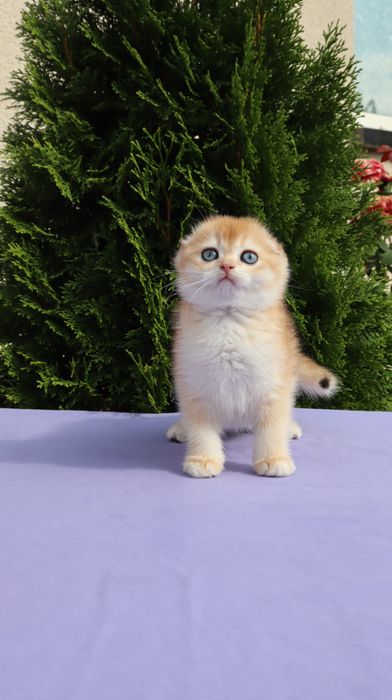 Шикарний хлопчик Scottish fold