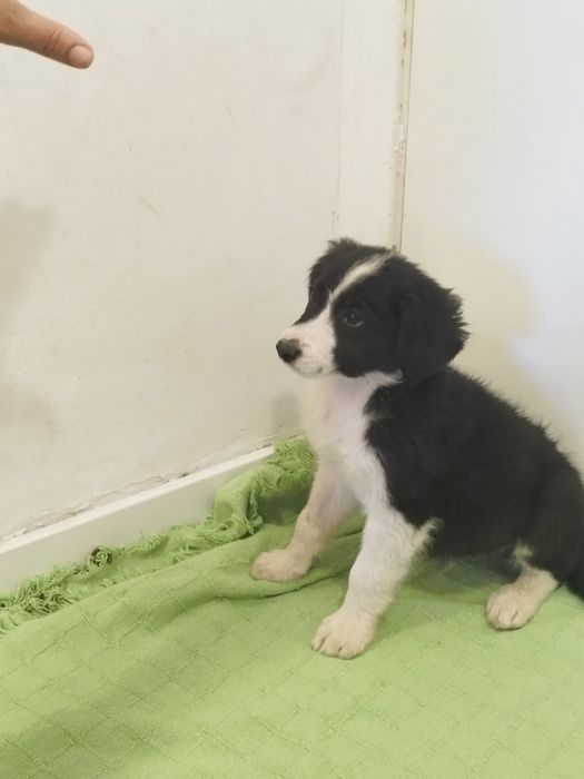 Border collie macho