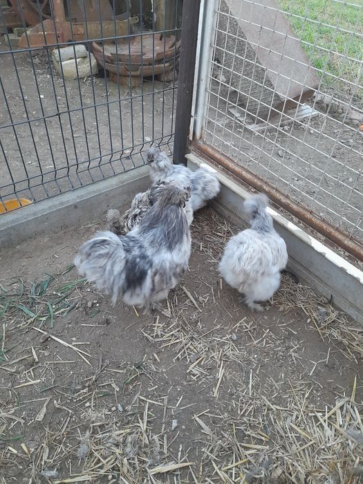 Jaja lęgowe Silki