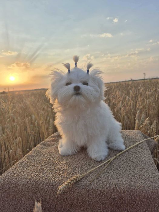 Мальтезе. Крихітка АВРОРА. Міні дівчинка. Корейські крові.