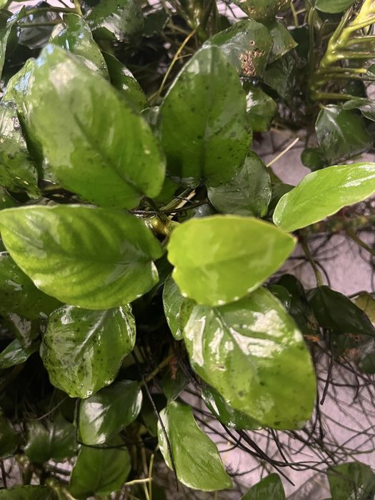 Anubias barteri vaso