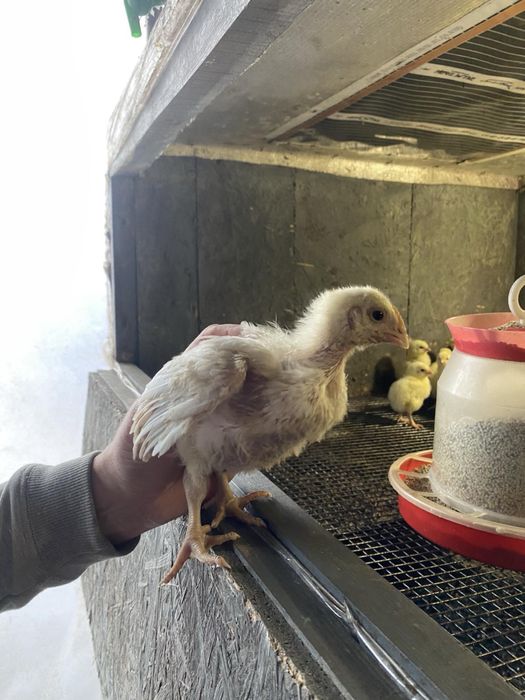 Бройлер КОББ 500