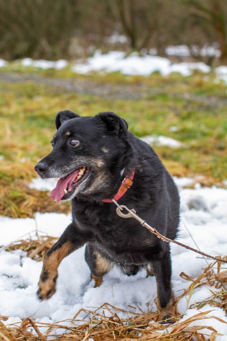LOGAN, PIES DO PILNEJ ADOPCJI - mamy czas do 31 grudnia 2025r.
