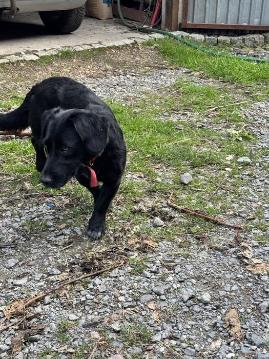 Oddam psa w dobre ręce