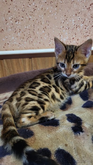 Бенгальский мальчик  wcf