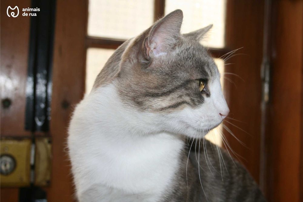 Baloo | Para Adoção