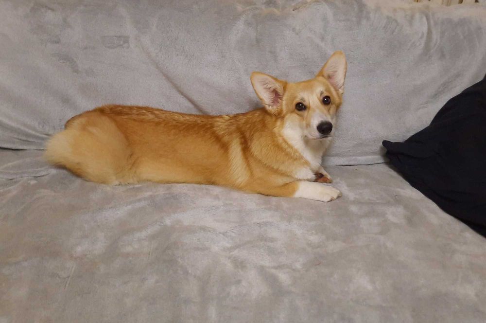 Вельш корги пемброк подрощенная сука