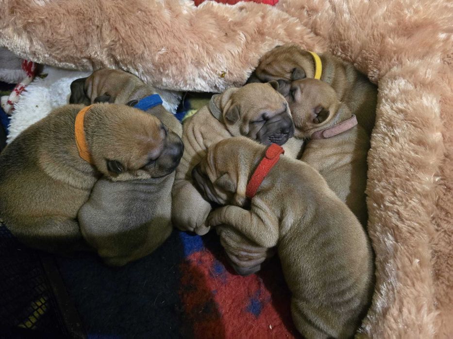 Shar Pei – suczka w klasycznym umaszczeniu | Revok Box (FCI)