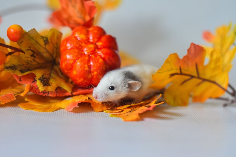 Неймовірно гарні пацючата з рідкими окрасами з розпліднику
