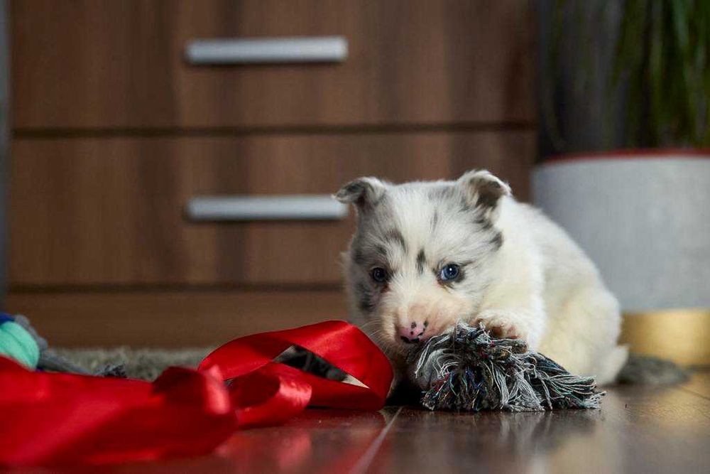 Wspaniały szczeniak Border Collie blue merle Charlie.