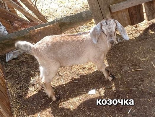 Козлик, козочка, козы