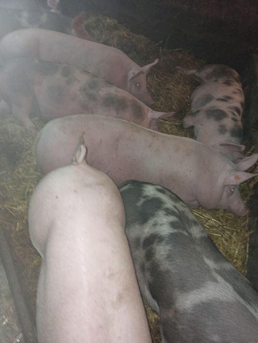 Świne/trzoda bardzo mięsne  6sztuk