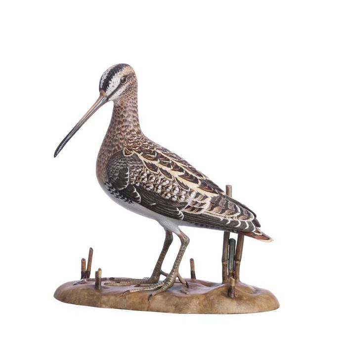 Narceja-Comum da Vista Alegre