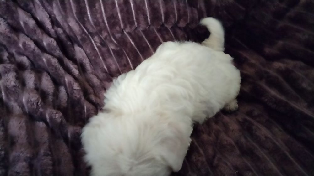 Мальтипу девочки и мальчик белые