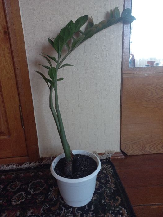 Вазон заміокулькас