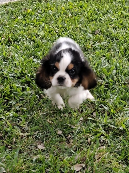 Cavalier King Charles Fêmea