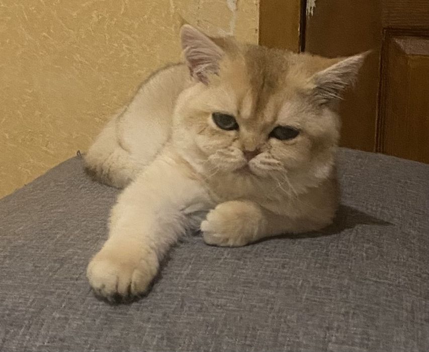 Девочка золотая шиншила