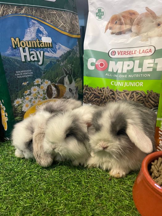 Coelho Anão Mini Lop Belier - LOJA!!