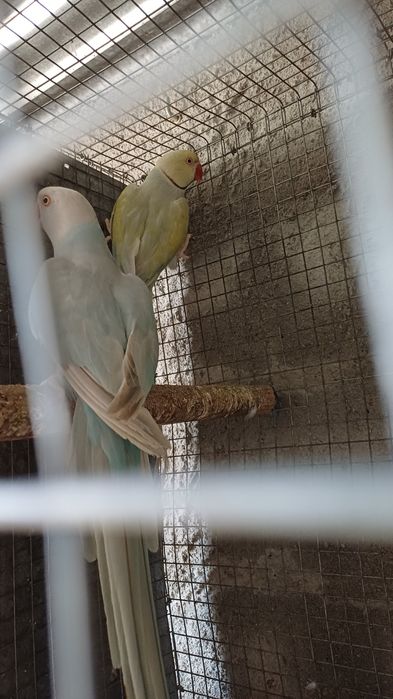 Ring necks adultos