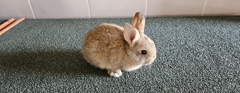 Coelhos Para venda
