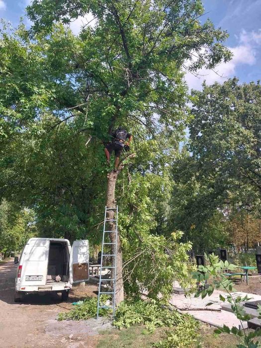 Беcплатный спил деревьев