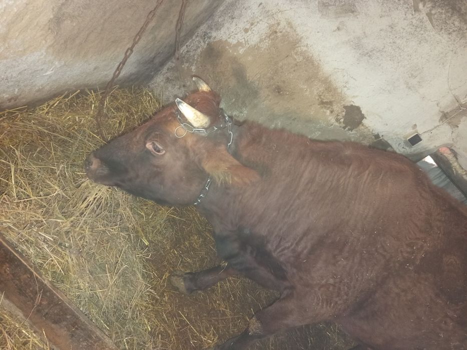 Продам корову червону степову молочну