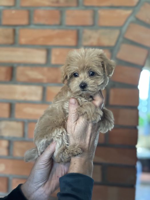 Мальтіпу дівчинка в тікап розмірі карамельного кольору