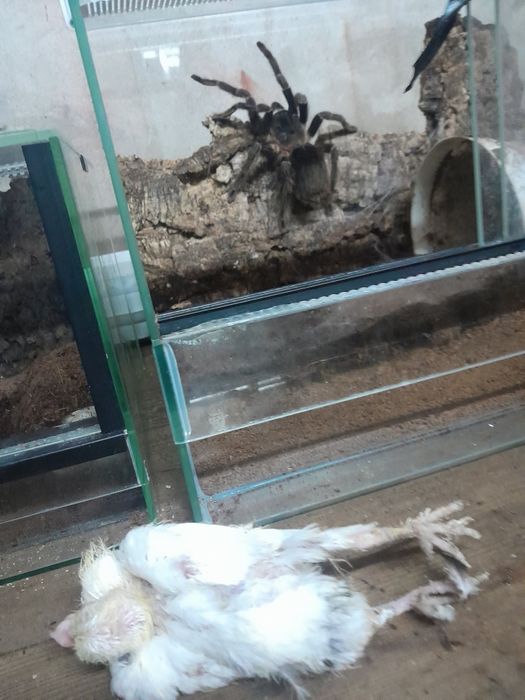 Dorosła samica Ptasznik Olbrzymi