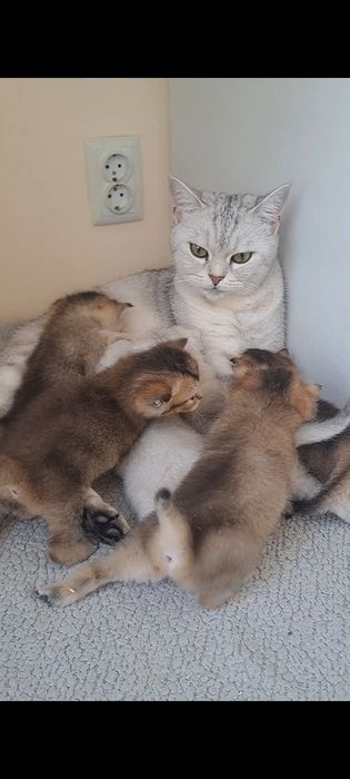 Кошенята, британські котята, золота та срібна шиншила