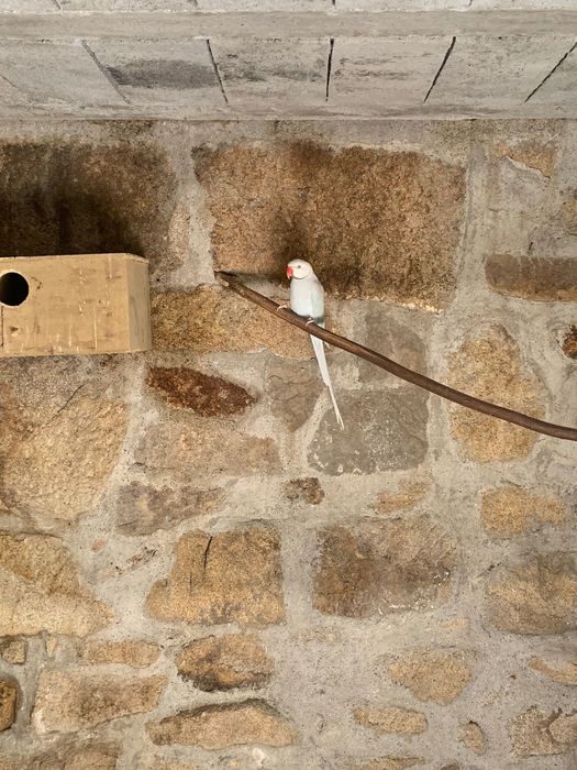 Casal Ring Neck reprodutor