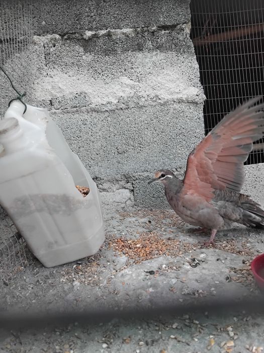 Troca de rolo asa de. Bronze