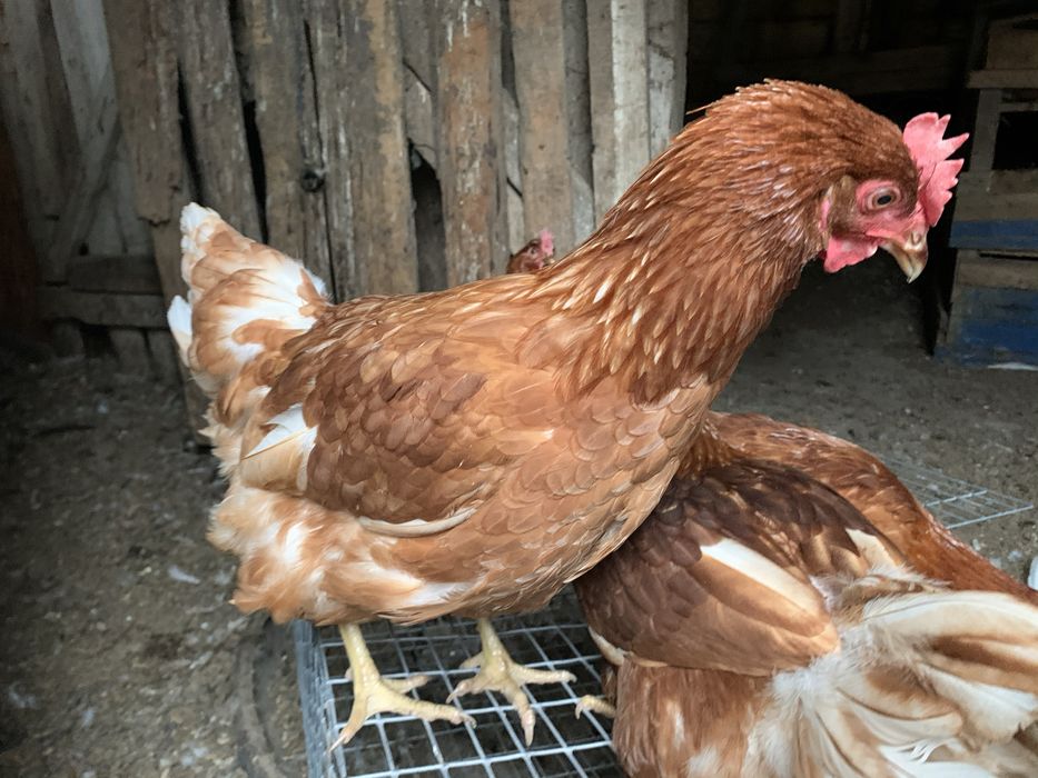 Куры ломан браун 3.5 мес