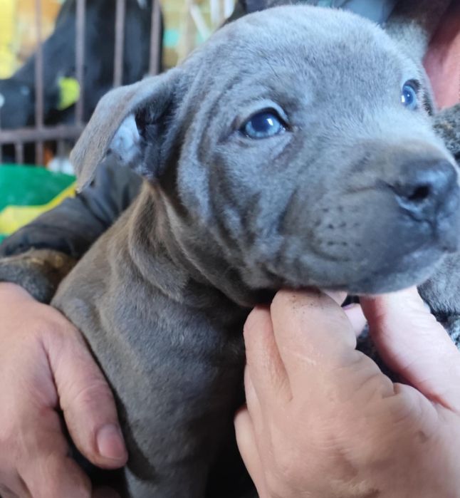 Szczeniak american Staffa terrier