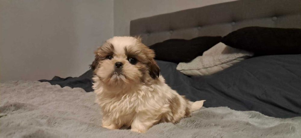 Piękny Piesek Shih tzu