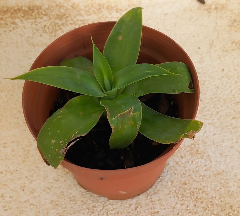 Vaso planta agave dragão pequena natural 3€