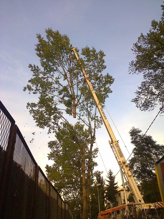 wycinka drzew, mulczerowanie