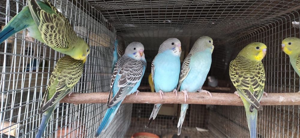 Periquito bravo com cores excecionais !