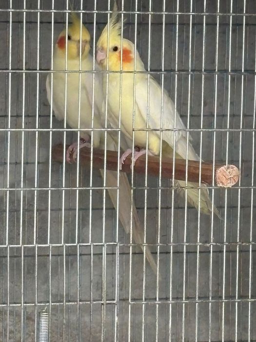 Disponível dois casais de caturras reprodutoras