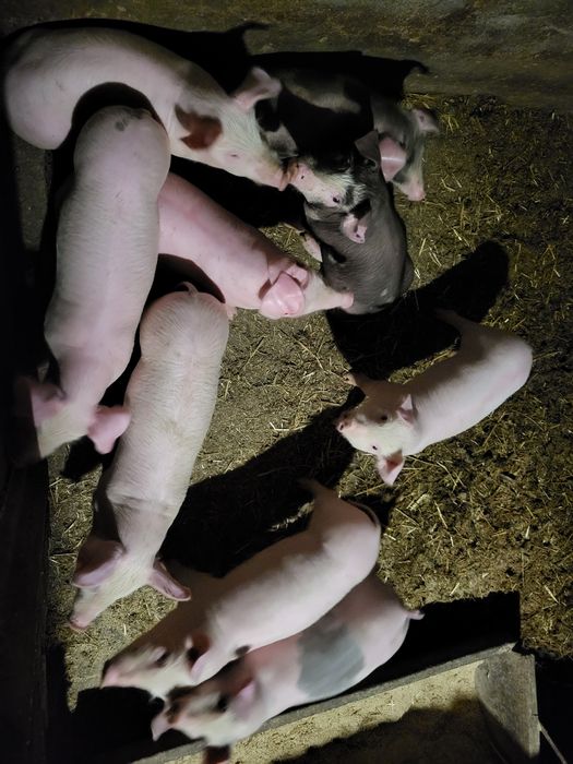 Поросята м'ясної породи 14кг Ландрас/Майстер