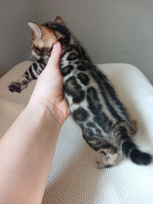 Бенгальські кошенята