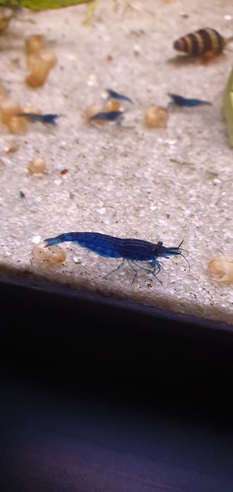 Camarões Neocaridina Blue Dream