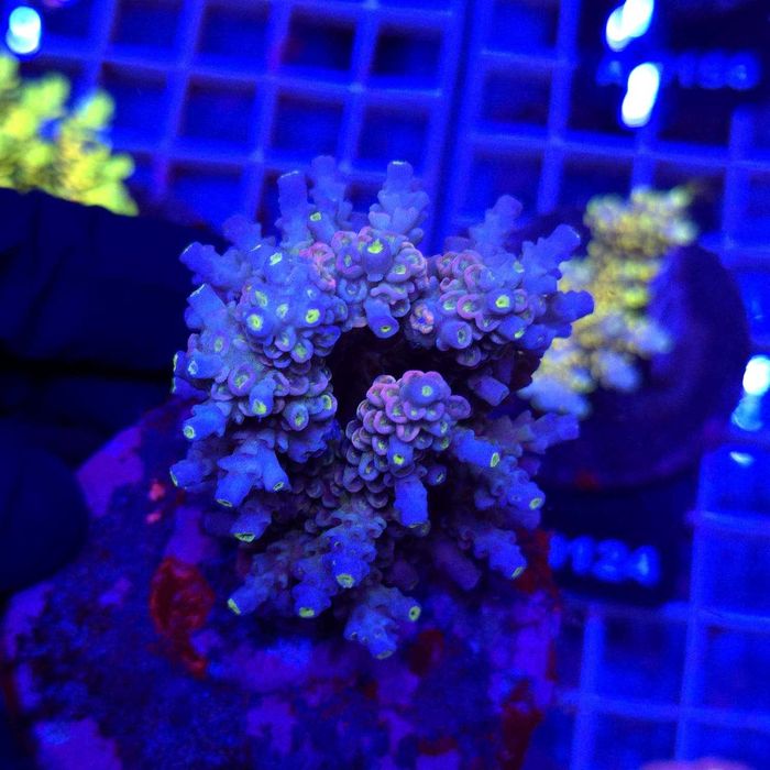 Acropora Rainbow matecznik WYSIWYG #A0198 koralowce SPS