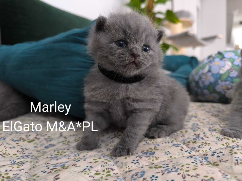 kocurek brytyjski ElGato M&A