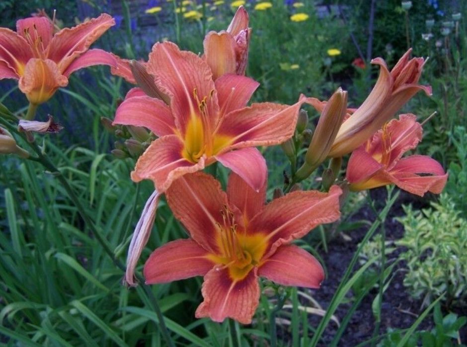 Liliowce rdzawe 25 sztuk