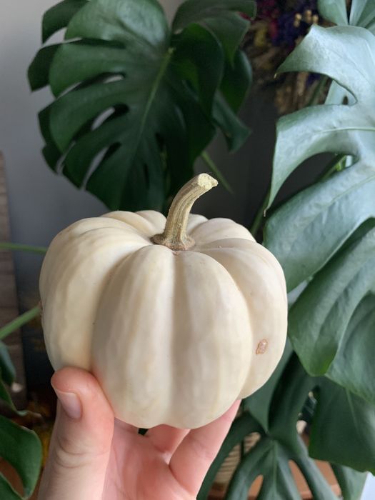 Насіння декоративних гарбузів