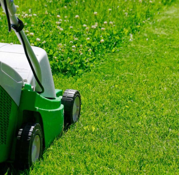 Семена микро КЛЕВЕРА белый газонный ползучий лилипут насіння конюшини