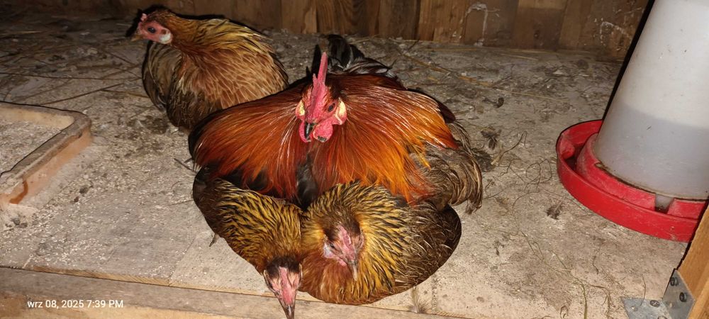 ohiki młode pary lub kogutki